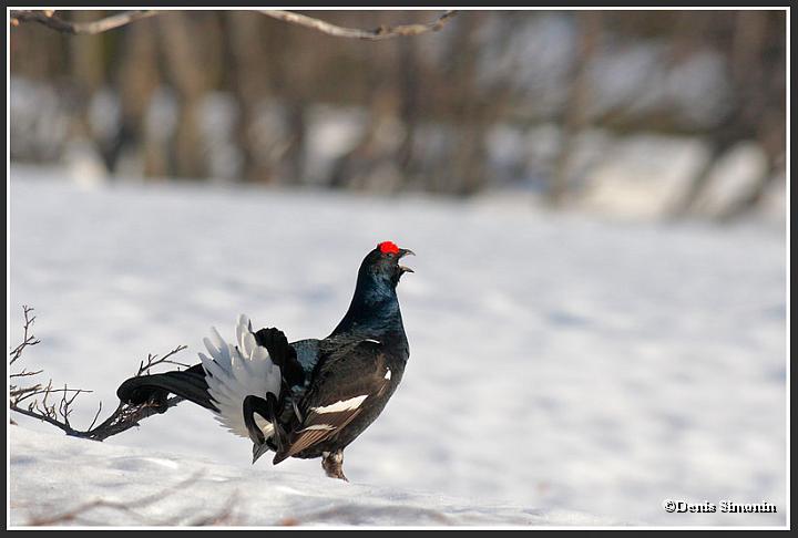 parade de tétras lyre sur neige